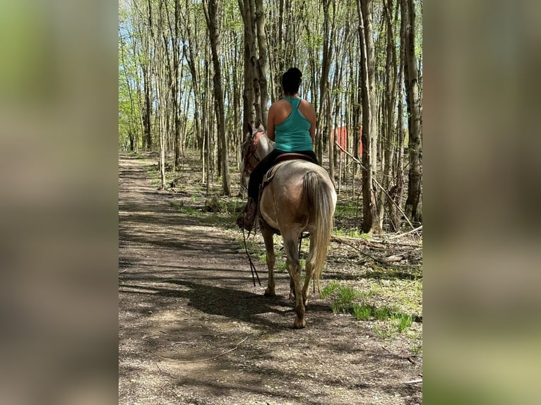 Paint Horse Gelding 5 years 15,1 hh Sabino in Mantua Paint Horse Gelding 5 years 15,1 hh Sabino in Mantua