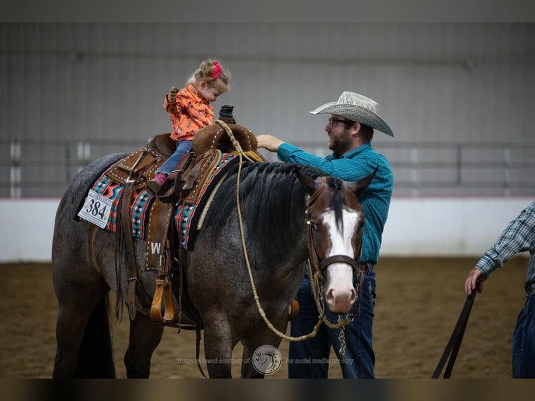 Paint Horse Gelding 5 years 15,2 hh Roan-Bay in Sheffield