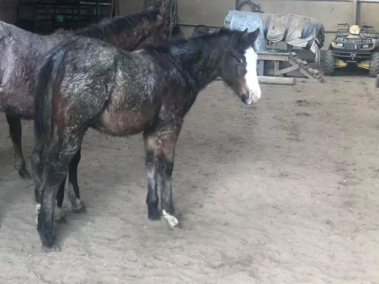 Paint Horse Gelding 5 years 15,2 hh Roan-Bay in Sheffield