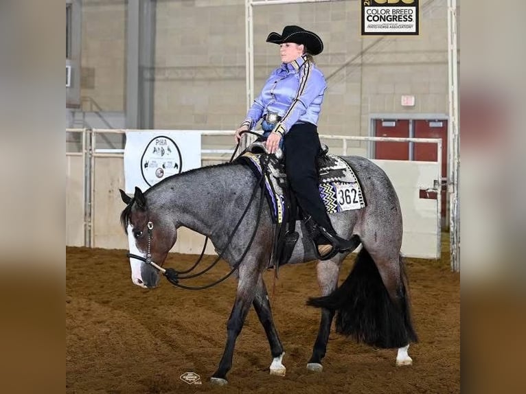 Paint Horse Gelding 5 years 15,2 hh Roan-Bay in Sheffield