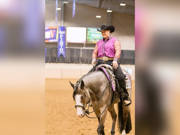 Paint Horse Gelding 5 years 15,2 hh Roan-Bay in Sheffield