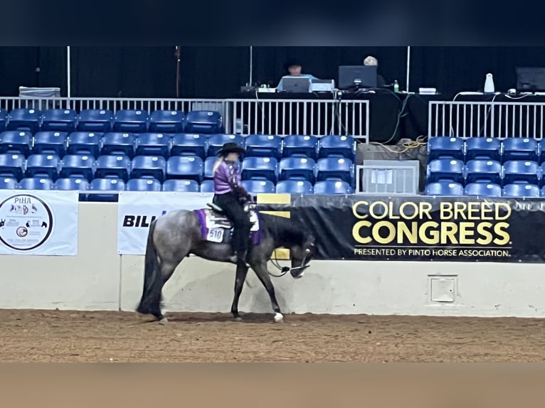 Paint Horse Gelding 5 years 15,2 hh Roan-Bay in Sheffield