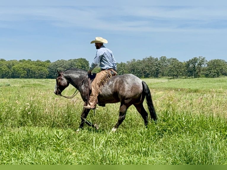 Paint Horse Gelding 5 years 15,2 hh Roan-Bay in Sheffield