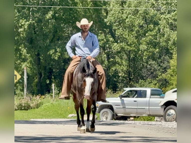 Paint Horse Gelding 5 years 15,2 hh Roan-Bay in Sheffield