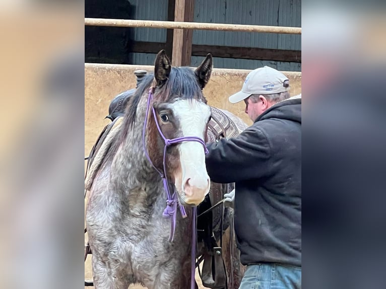 Paint Horse Gelding 5 years 15,2 hh Roan-Bay in Sheffield