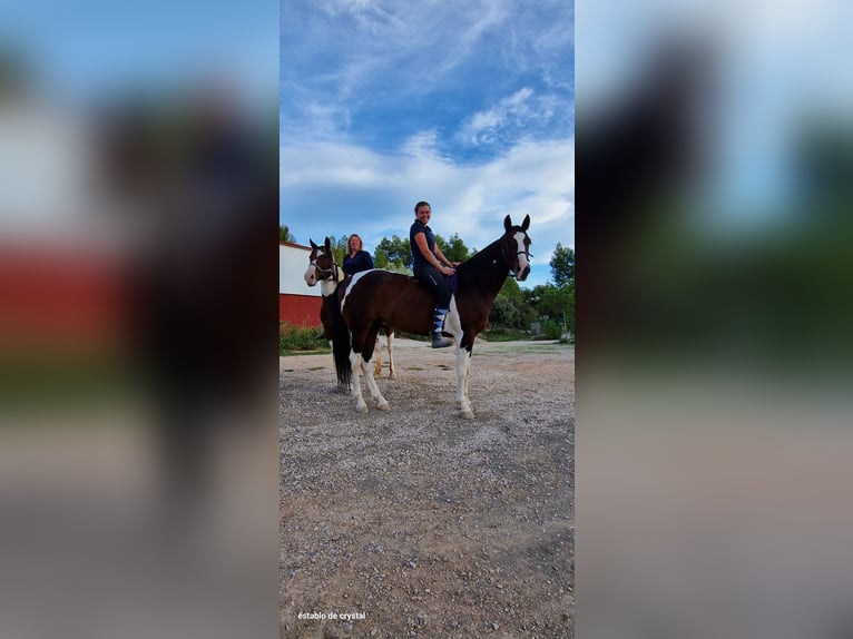 Paint Horse Mix Gelding 5 years 16 hh Pinto in Valderrobres