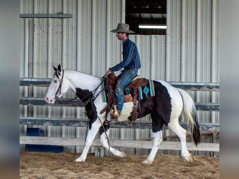 Paint Horse Gelding 5 years in Waterford, CA