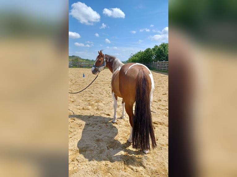 Paint Horse Gelding 6 years 13,2 hh Tobiano-all-colors in Rottenburg am Neckar