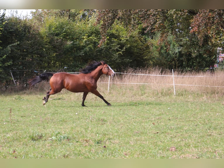 Paint Horse Gelding 6 years 14,1 hh Overo-all-colors in Eggenthal