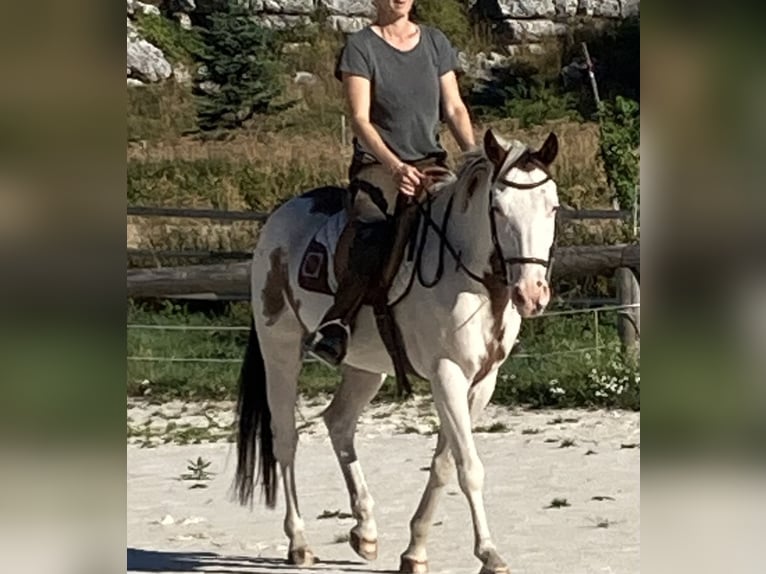 Paint Horse Gelding 6 years 14,1 hh Tobiano-all-colors in Valence