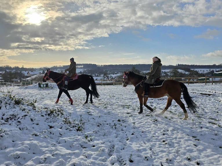 Paint Horse Mix Gelding 6 years 14,2 hh in Linkenbach