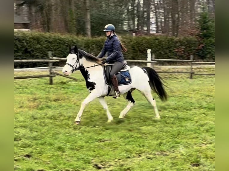 Paint Horse Gelding 6 years 14,2 hh Overo-all-colors in Neustadt (Wied)