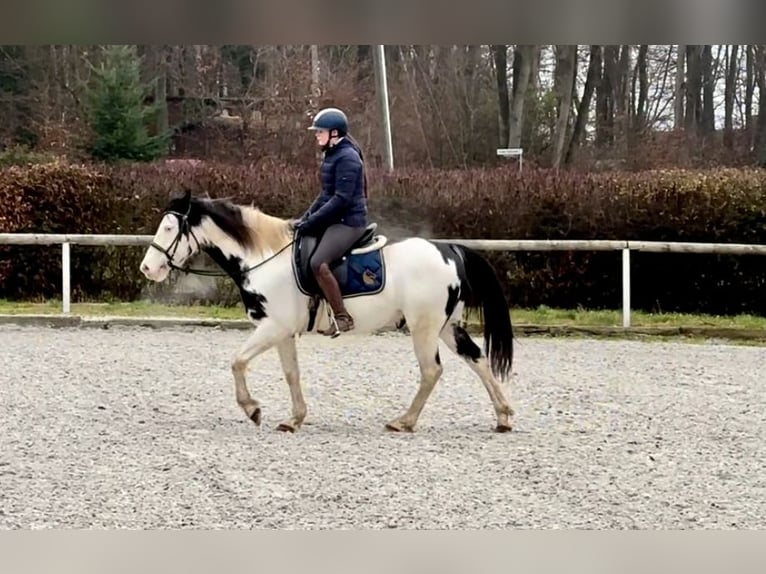 Paint Horse Gelding 6 years 14,2 hh Overo-all-colors in Neustadt (Wied)