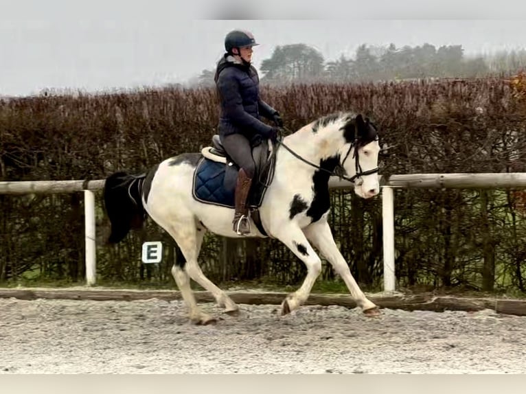 Paint Horse Gelding 6 years 14,2 hh Overo-all-colors in Neustadt (Wied)