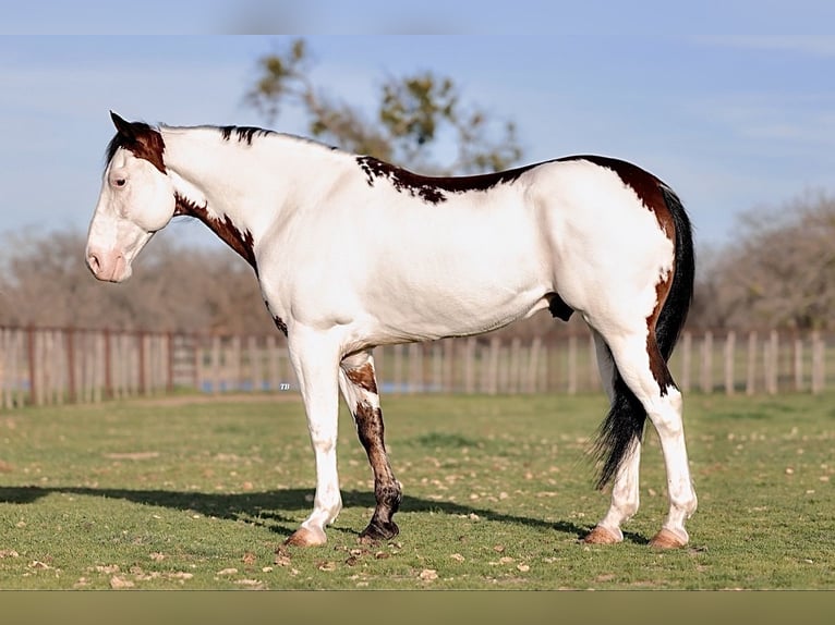 Paint Horse Gelding 6 years 14,2 hh Pinto in Lipan