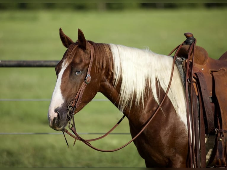 Paint Horse Gelding 6 years 14,2 hh Sorrel in Huntsville, TX
