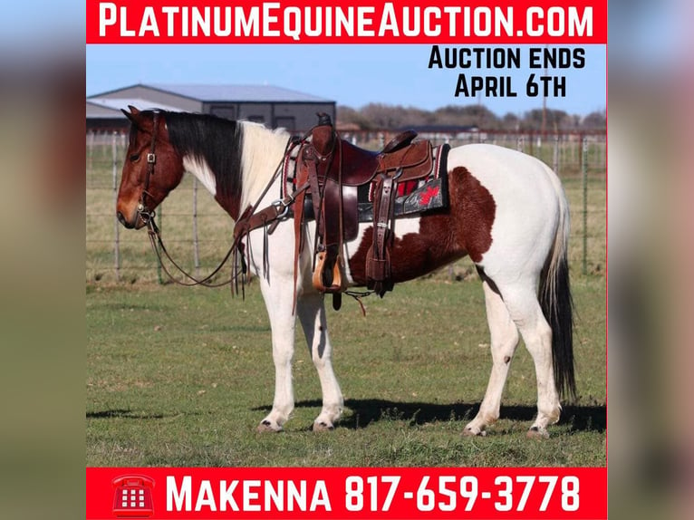 Paint Horse Gelding 6 years 14,2 hh Tobiano-all-colors in Lipan TX