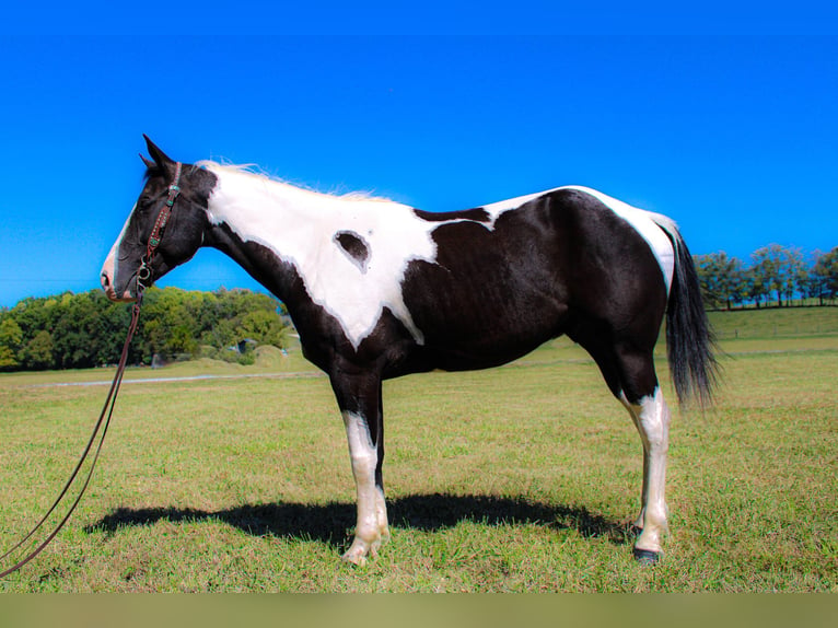 Paint Horse Gelding 6 years 14,3 hh Black in FLEMINGSBURG, KY
