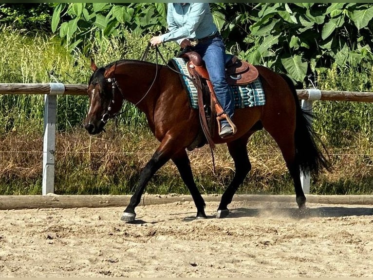 Paint Horse Gelding 6 years 14,3 hh Brown in Dermbach