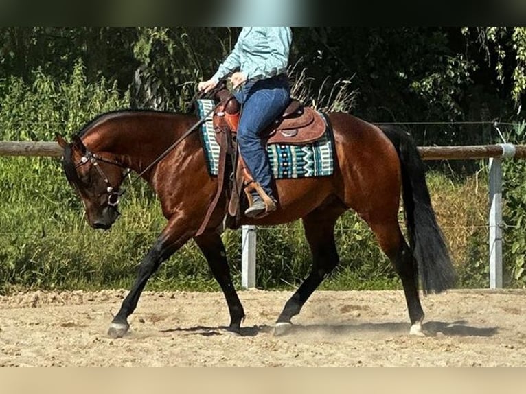 Paint Horse Gelding 6 years 14,3 hh Brown in Dermbach