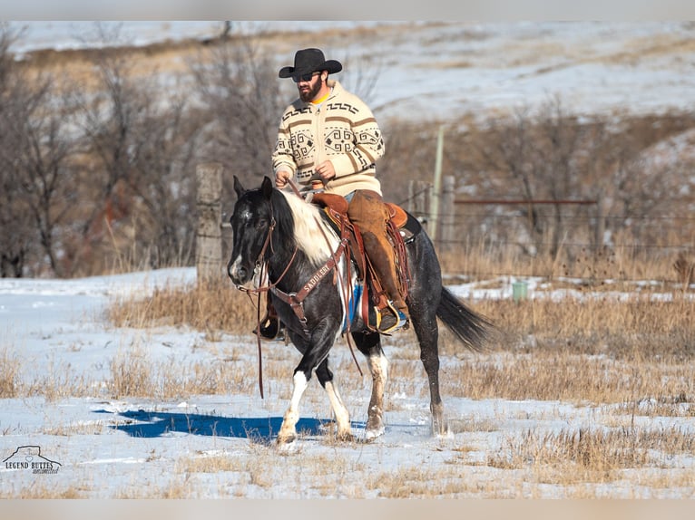 Paint Horse Gelding 6 years 14,3 hh Roan-Blue in Chadron