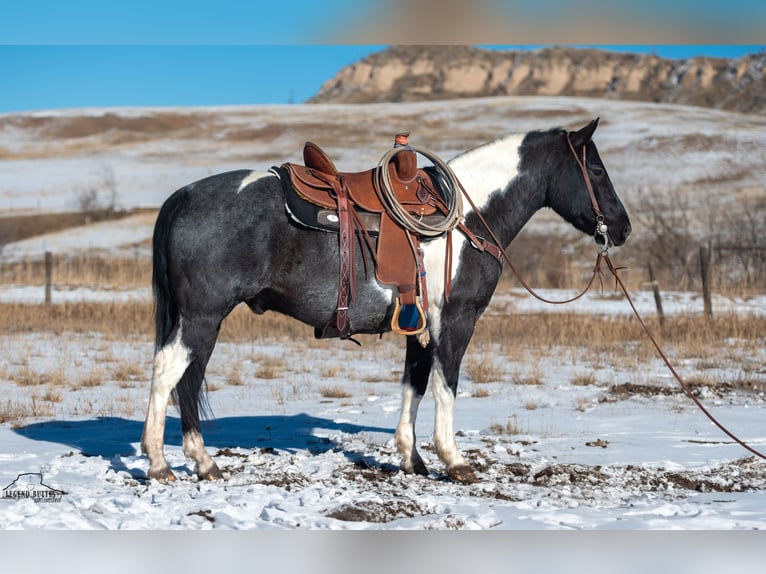 Paint Horse Gelding 6 years 14,3 hh Roan-Blue in Chadron