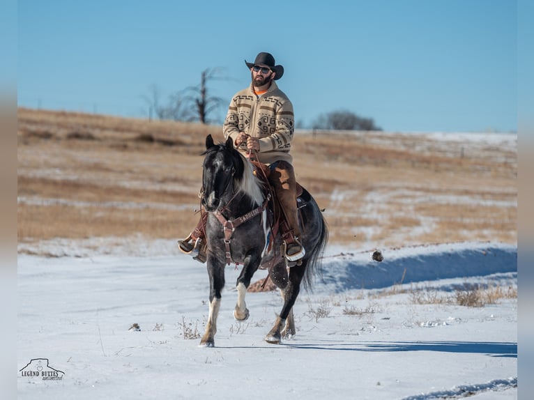 Paint Horse Gelding 6 years 14,3 hh Roan-Blue in Chadron