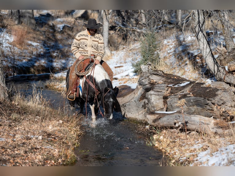 Paint Horse Gelding 6 years 14,3 hh Roan-Blue in Chadron