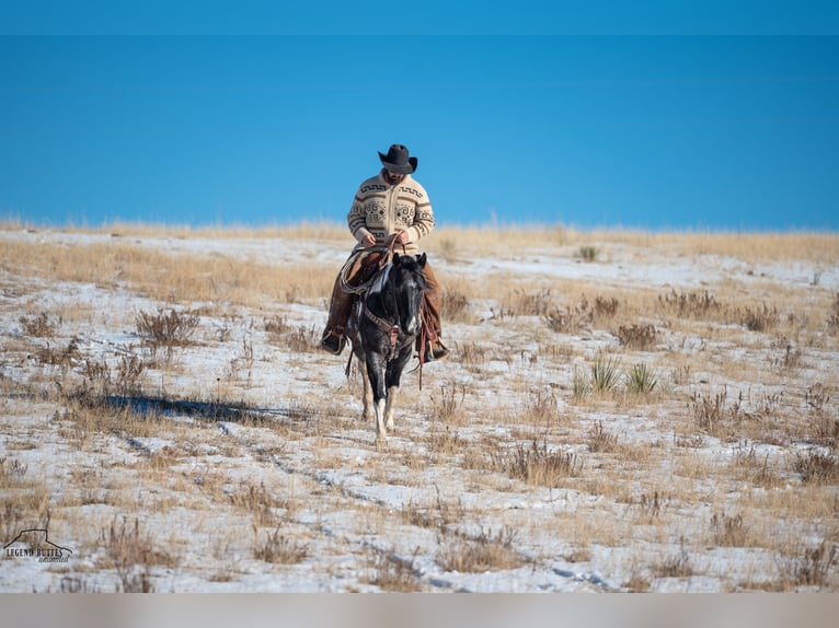 Paint Horse Gelding 6 years 14,3 hh Roan-Blue in Chadron