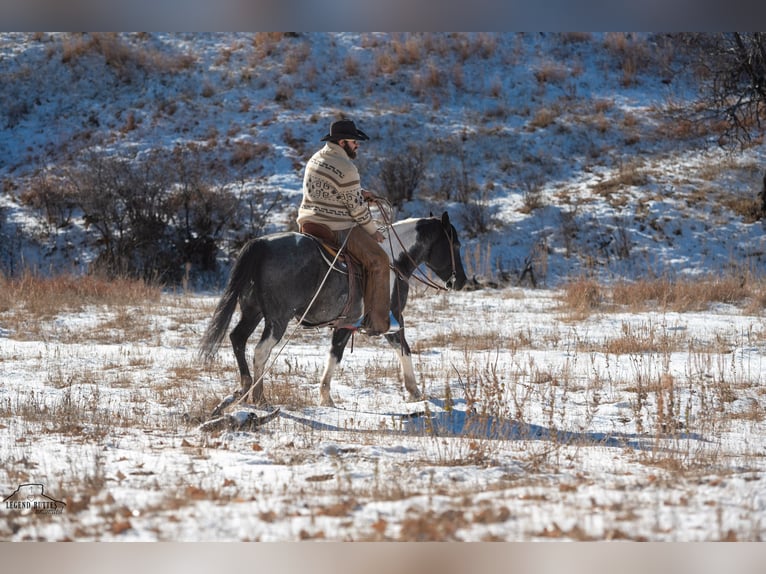 Paint Horse Gelding 6 years 14,3 hh Roan-Blue in Chadron