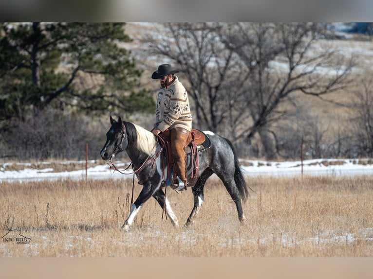 Paint Horse Gelding 6 years 14,3 hh Roan-Blue in Chadron