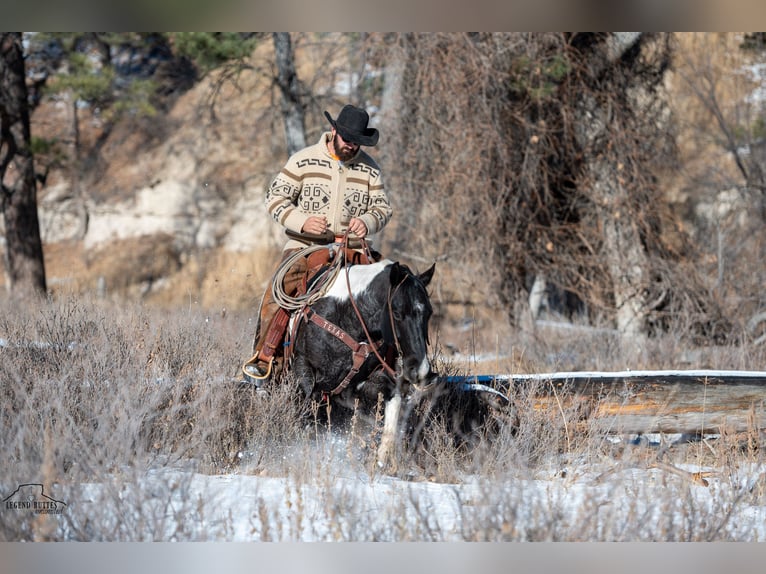 Paint Horse Gelding 6 years 14,3 hh Roan-Blue in Chadron