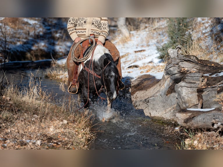 Paint Horse Gelding 6 years 14,3 hh Roan-Blue in Chadron