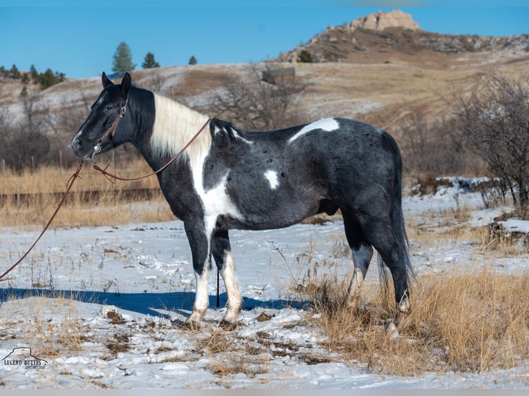 Paint Horse Gelding 6 years 14,3 hh Roan-Blue in Chadron