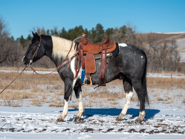 Paint Horse Gelding 6 years 14,3 hh Roan-Blue in Chadron