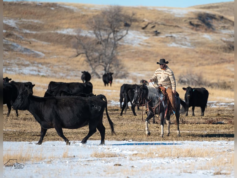 Paint Horse Gelding 6 years 14,3 hh Roan-Blue in Chadron