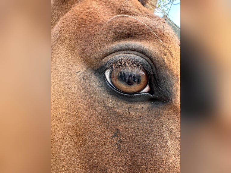 Paint Horse Gelding 6 years 14,1 hh Buckskin in Sigmundsherberg