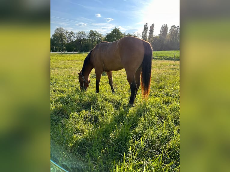 Paint Horse Gelding 6 years 14,1 hh Buckskin in Sigmundsherberg