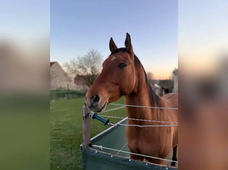 Paint Horse Gelding 6 years 14,1 hh Buckskin in Sigmundsherberg