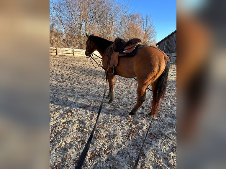 Paint Horse Gelding 6 years 14,1 hh Buckskin in Sigmundsherberg