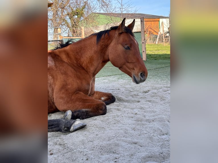 Paint Horse Gelding 6 years 14,1 hh Buckskin in Sigmundsherberg
