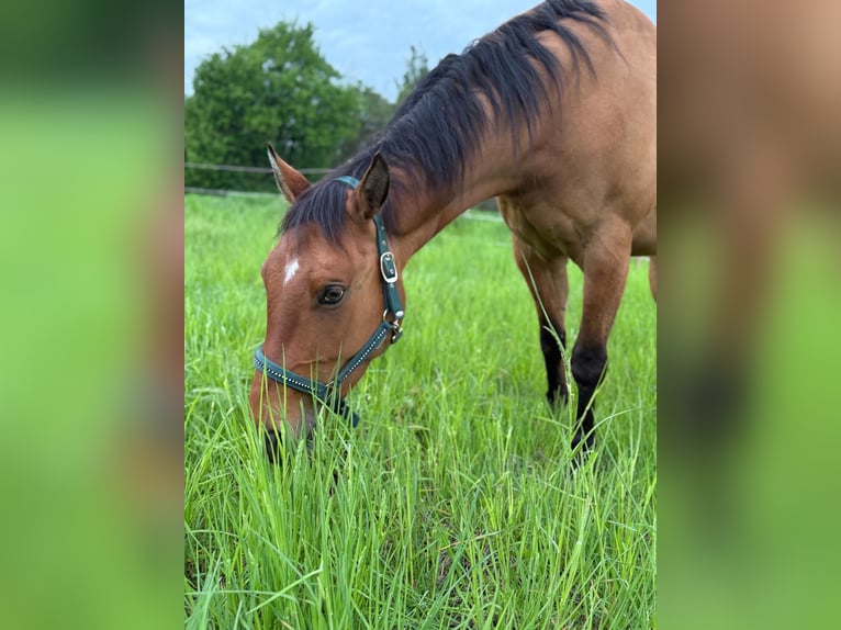 Paint Horse Gelding 6 years 14,1 hh Buckskin in Sigmundsherberg