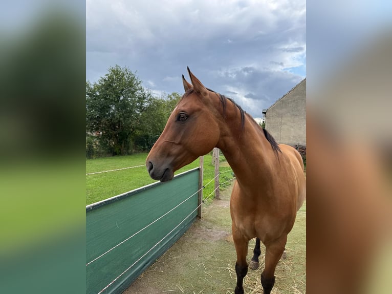 Paint Horse Gelding 6 years 14,1 hh Buckskin in Sigmundsherberg