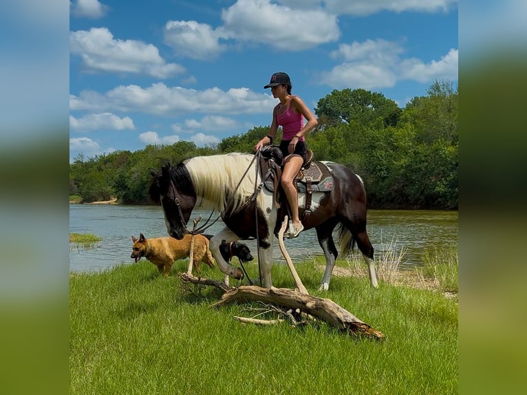Paint Horse Gelding 6 years 14,2 hh Pinto in Weatherford