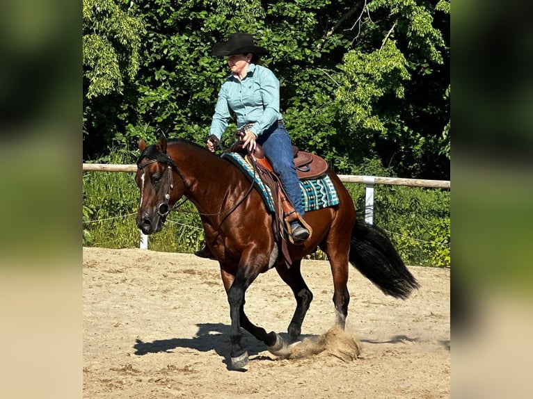 Paint Horse Gelding 6 years 14,3 hh Brown in Dermbach Paint Horse Gelding 6 years 14,3 hh Brown in Dermbach