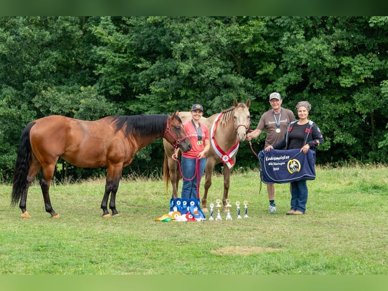 Paint Horse Gelding 6 years 14,3 hh Brown in Miesitz