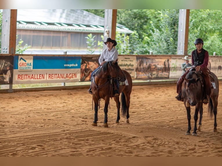 Paint Horse Gelding 6 years 14,3 hh Brown in Miesitz