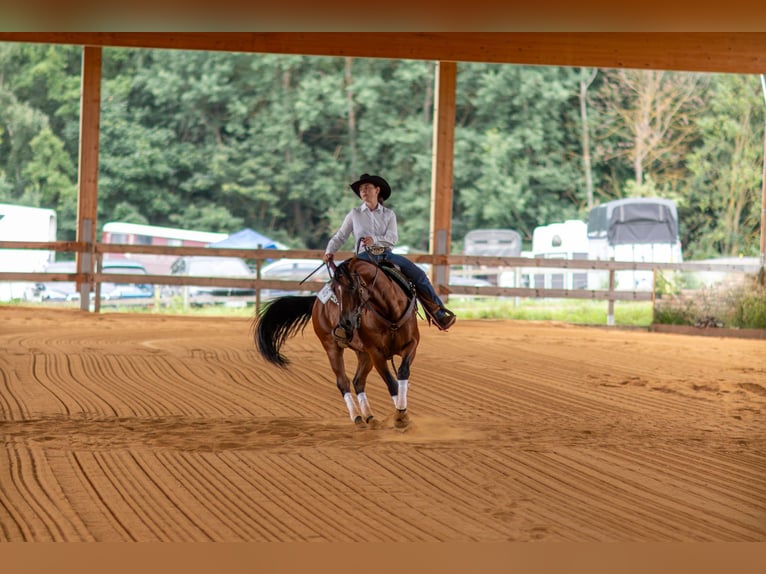 Paint Horse Gelding 6 years 14,3 hh Brown in Miesitz