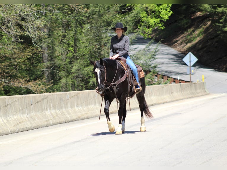 Paint Horse Gelding 6 years 15,1 hh Black in Clarion