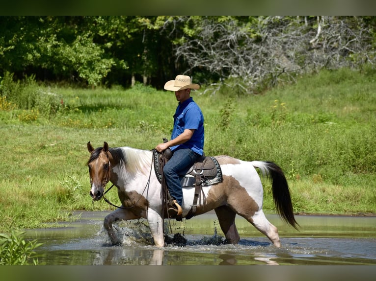 Paint Horse Gelding 6 years 15,1 hh Dun in Somerset